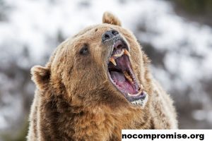 Pemerintahan Biden Diminta Tingkatkan Populasi Beruang Grizzly 2021