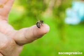 Cara Mengatasi Sengatan Lebah Beracun