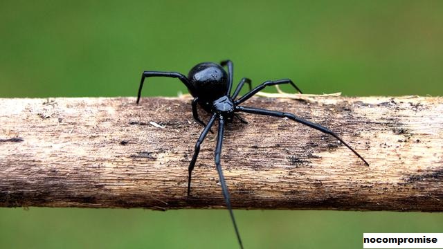 Pertolongan Pada Gigitan Laba-laba Hitam