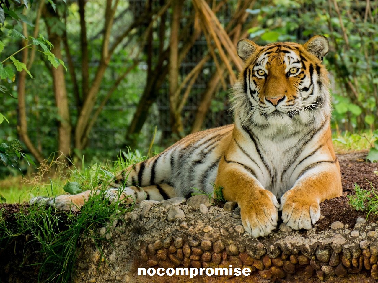 Hari Margasatwa Sedunia: 10 hewan liar paling terancam punah