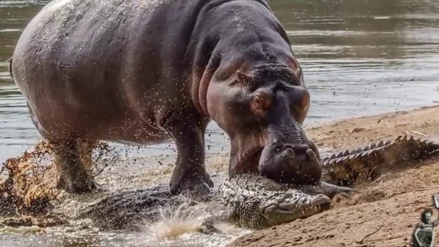 Sepuluh Negara Afrika Menuduh UE Gagal Melindungi Kuda Nil