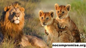 Menjaga Hewan Liar Dan Prioritas Keselamatan Populasi Singa