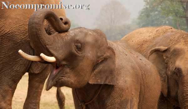 Situasi Perlindungan Gajah Di Thailand