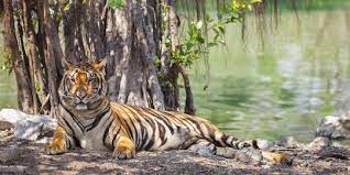 10 Spesies Satwa Liar yang Hanya Dapat Anda Temukan di India